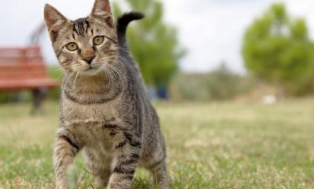 What Vaccines Does My Outdoor Cat Need?