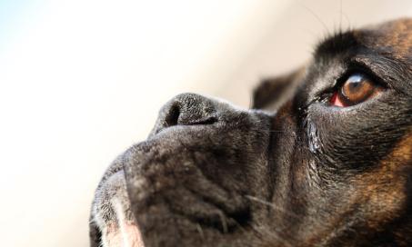 Treating and Preventing Dog Tear Stains