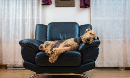5 Dog Sleeping Positions and What They Mean