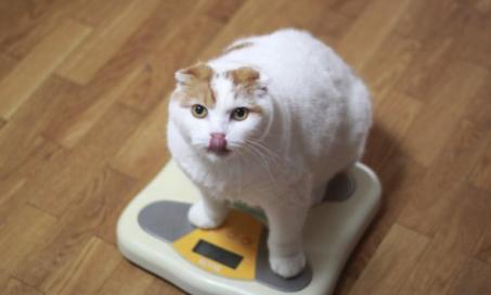 智能技术能帮助与猫减肥吗?