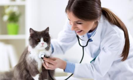 5 Signs You Should Get Your Cat’s Thyroid or Dog’s Thyroid Checked