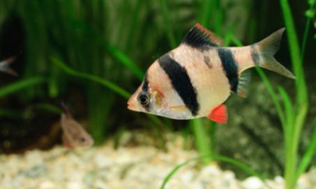 Worms in Fish Tanks – Are They Dangerous to Fish?