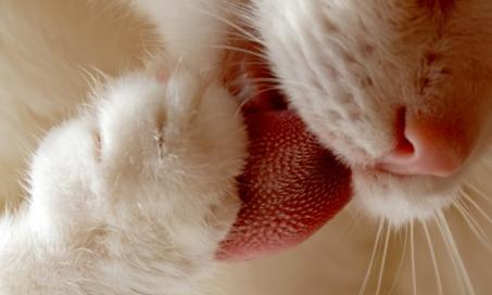 猫舌癌(鳞状细胞癌)