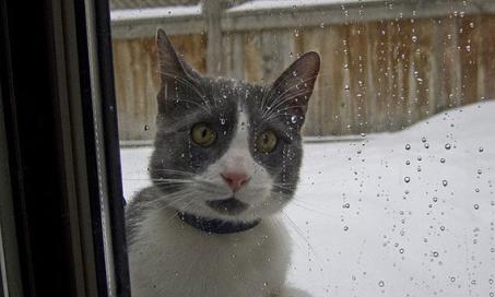 How cold is too cold for our pets?