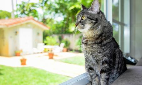 Treating Your Cat's Kidney Disease at Home