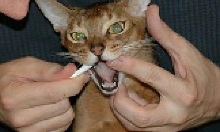 Do You Brush Your Cat’s Teeth?