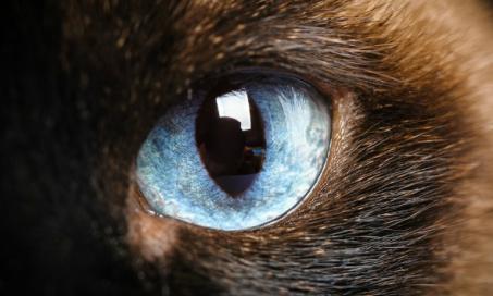 Tumor of the Eye in Cats
