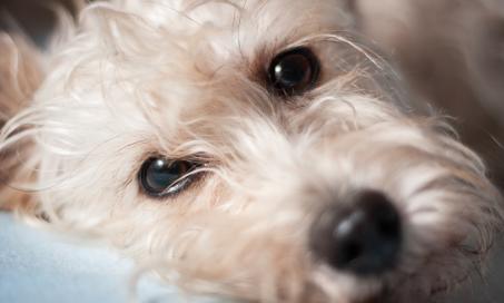 Tumor of the Eye in Dogs