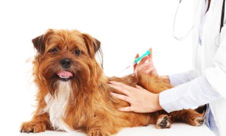 Tumor Related to Vaccinations in Dogs