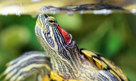 龟和陆龟的耳部感染