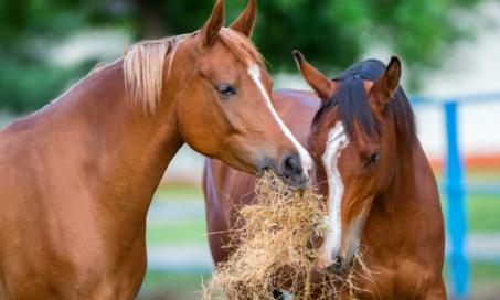 How to Keep Moldy Horse Hay from Endangering Your Horse