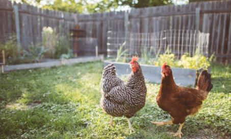 What You Should Know Before Getting Backyard Chickens