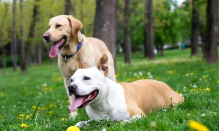 9种方法阻止跳蚤咬你的狗，从跳蚤洗发水到吸尘器