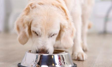 Tylenol (Acetaminophen) Poisoning in Dogs