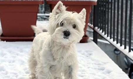 Caring for Your Pet’s Skin During the Winter Season