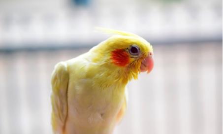 如何判断你的鸟是否不开心或有压力-以及该怎么做
