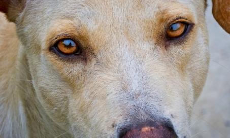 Unintentional Eye Movement in Dogs