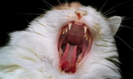 Upper and Lower Jaw Fracture in Cats