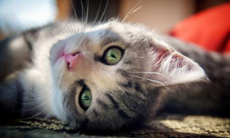 Delaware Governor Signs Bill That Extends Animal Cruelty Laws to Protect Stray Cats