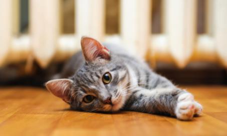 How to Prevent Urinary Blockage in Cats