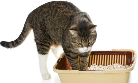 What To Do About Common Urinary Problems in Cats