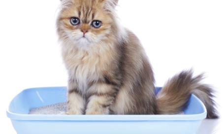 Urinary Tract Obstruction in Cats