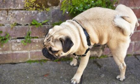 Urinary Tract Obstruction in Dogs