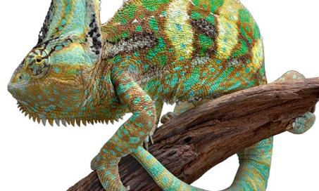 Veiled Chameleon - Chameleo calyptratus calyptratus