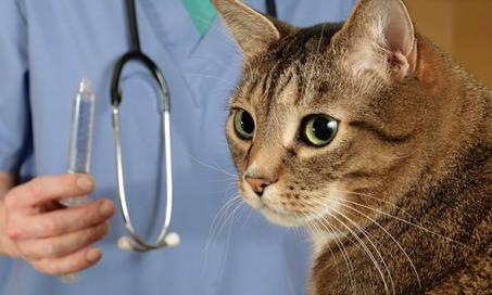 Why Your Vet Visit Costs So Much