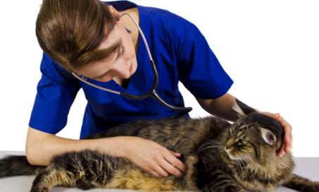 Salmonella Infection in Cats