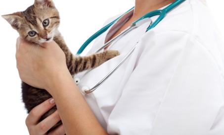 How Much Does it Cost to Spay a Cat?