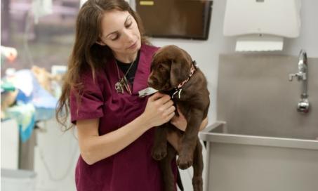 Why You Should Always Thank Your Vet Tech