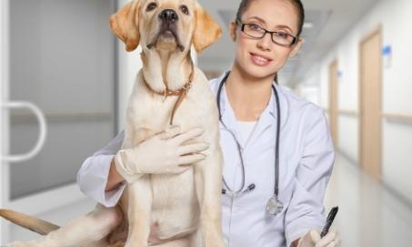狗的健康:你的兽医应该做什么检查，什么时候做