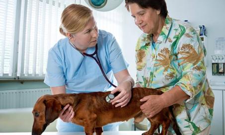 Top Ten Topics Veterinarians Wish Pet Owners Better Understood, Part 1