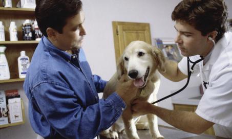 what are the signs of a brain tumor in a dog