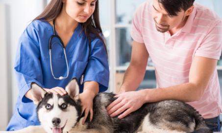 4 Things Pet Parents Do at Vet Appointments That Drive the Staff Nuts
