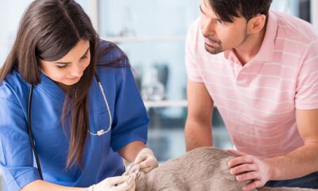Would You Trust Your Pet’s Care to a Veterinary Physician Assistant?