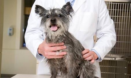When to Get a Second Opinion from a Veterinarian