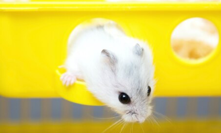 维生素E Deficiency in Hamsters