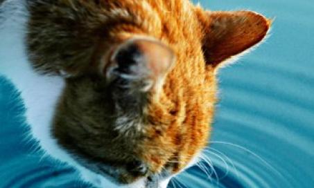 Ten tips for handling cats with kidney failure