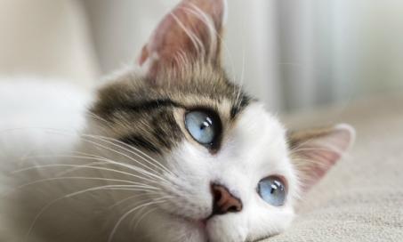 猫的水汪汪的眼睛