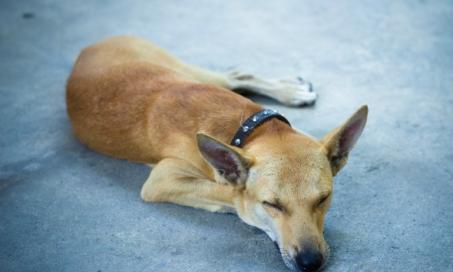 Weight Loss and Chronic Disease in Dogs