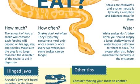 What Do Snakes Eat?