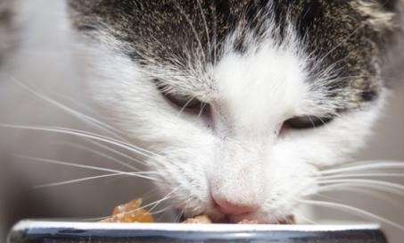 猫的胡须疲劳:它是什么以及如何帮助