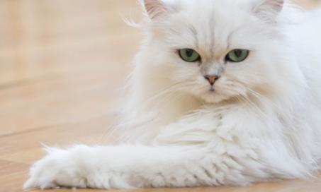 What You Need to Know Before Bringing Home a Persian Cat