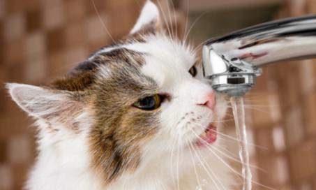 宠物迷思:猫真的讨厌水吗?