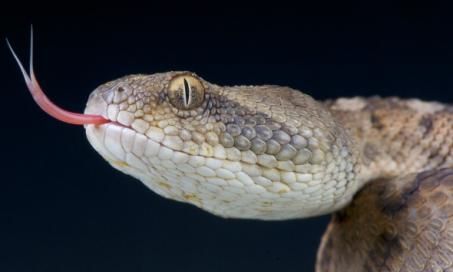 蛇为什么要用舌头?