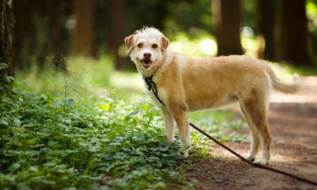 Lyme Disease in Dogs: Symptoms and Treatment