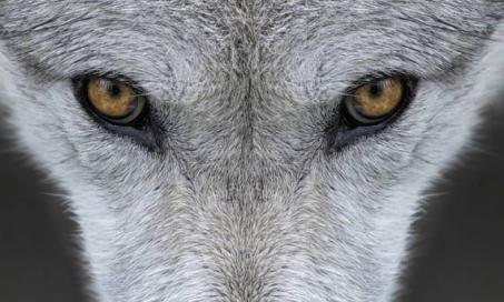 The Coywolf - Is It a Dog, a Wolf, or a Coyote?