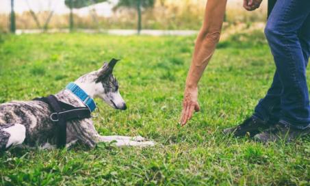 4 Hand Signals for Dogs That You Can Teach Your Pup